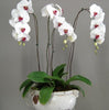 Orchid Ceramic/Glass Design