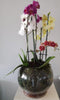 Orchid Ceramic/Glass Design
