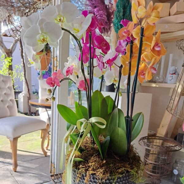 Orchid Arrangement Ceramic