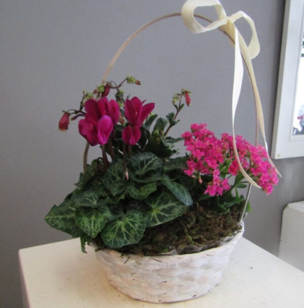 Potted Plants